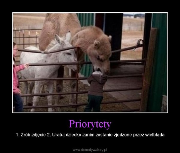 Priorytety – 1. Zrób zdjęcie 2. Uratuj dziecko zanim zostanie zjedzone przez wielbłąda 