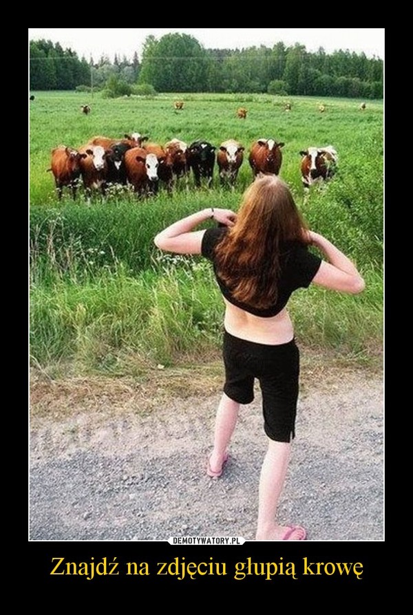 Znajdź na zdjęciu głupią krowę –  