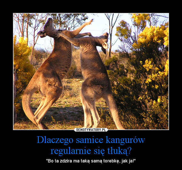 Dlaczego samice kangurówregularnie się tłuką? – ''Bo ta zdzira ma taką samą torebkę, jak ja!'' 
