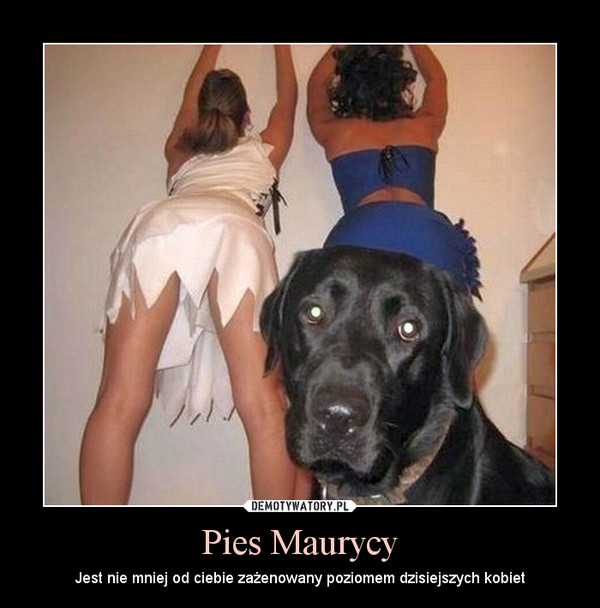 Pies Maurycy – Jest nie mniej od ciebie zażenowany poziomem dzisiejszych kobiet 
