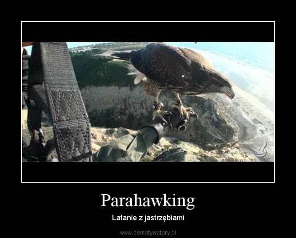 Parahawking – Latanie z jastrzębiami 