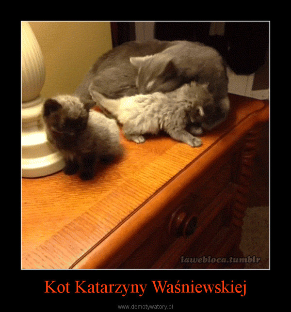 Kot Katarzyny Waśniewskiej –  