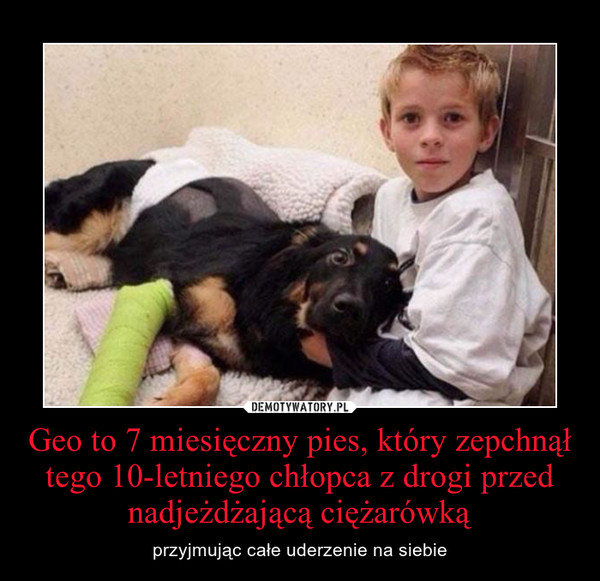 Geo to 7 miesięczny pies, który zepchnął tego 10-letniego chłopca z drogi przed nadjeżdżającą ciężarówką