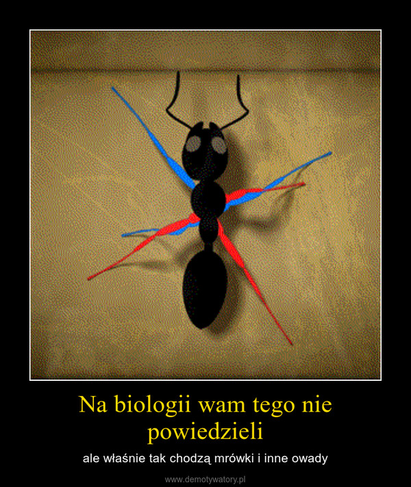 Na biologii wam tego nie powiedzieli – ale właśnie tak chodzą mrówki i inne owady 