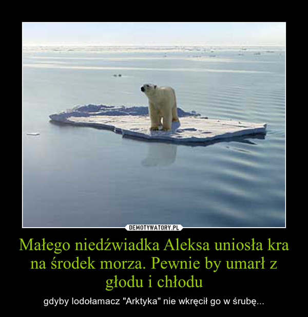 Małego niedźwiadka Aleksa uniosła kra na środek morza. Pewnie by umarł z głodu i chłodu – gdyby lodołamacz "Arktyka" nie wkręcił go w śrubę... 