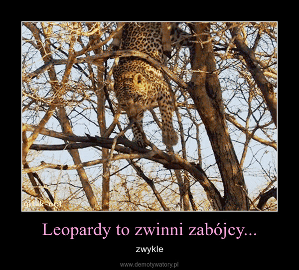 Leopardy to zwinni zabójcy... – zwykle 