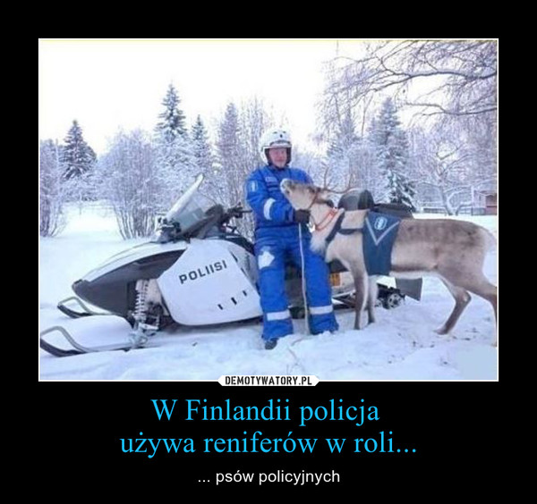 W Finlandii policja używa reniferów w roli... – ... psów policyjnych 