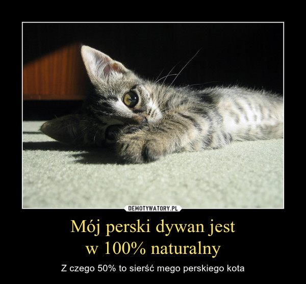 Mój perski dywan jestw 100% naturalny – Z czego 50% to sierść mego perskiego kota 