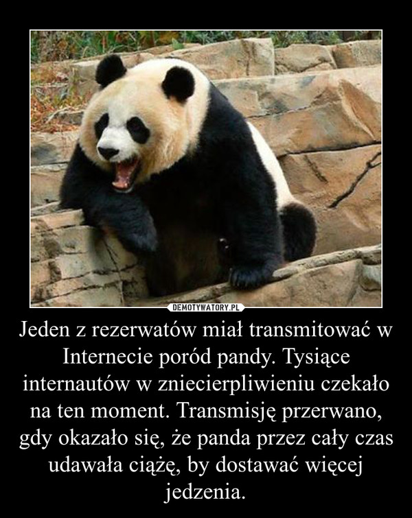 Jeden z rezerwatów miał transmitować w Internecie poród pandy. Tysiące internautów w zniecierpliwieniu czekało na ten moment. Transmisję przerwano, gdy okazało się, że panda przez cały czas udawała ciążę, by dostawać więcej jedzenia. –  