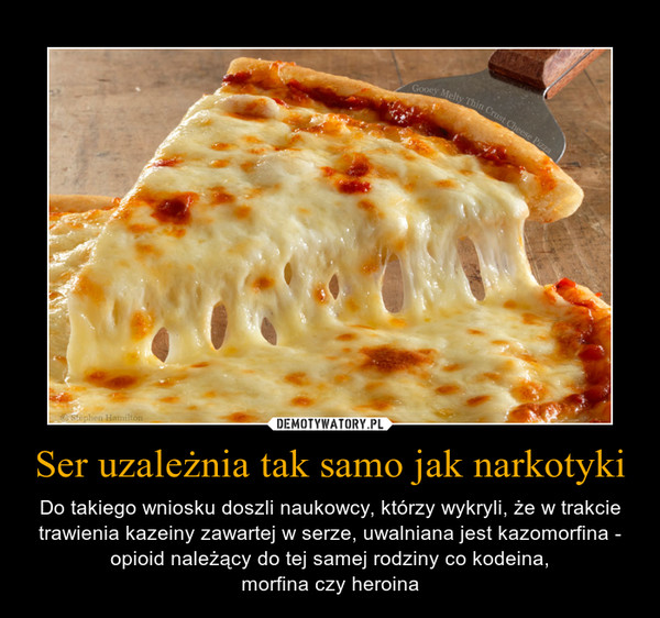 Ser uzależnia tak samo jak narkotyki – Do takiego wniosku doszli naukowcy, którzy wykryli, że w trakcie trawienia kazeiny zawartej w serze, uwalniana jest kazomorfina - opioid należący do tej samej rodziny co kodeina,morfina czy heroina 