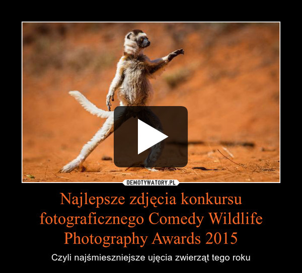 Najlepsze zdjęcia konkursu fotograficznego Comedy Wildlife Photography Awards 2015 – Czyli najśmieszniejsze ujęcia zwierząt tego roku 