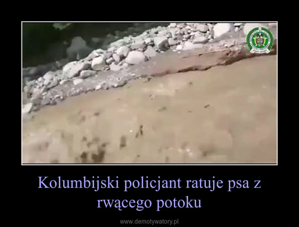 Kolumbijski policjant ratuje psa z rwącego potoku –  