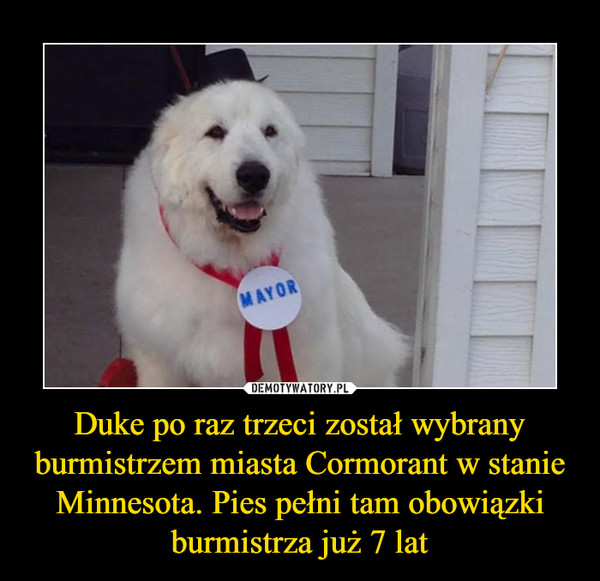 Duke po raz trzeci został wybrany burmistrzem miasta Cormorant w stanie Minnesota. Pies pełni tam obowiązki burmistrza już 7 lat –  