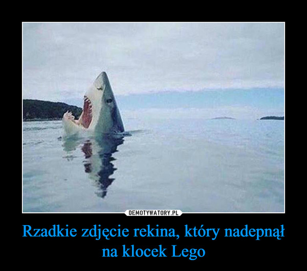 Rzadkie zdjęcie rekina, który nadepnął na klocek Lego