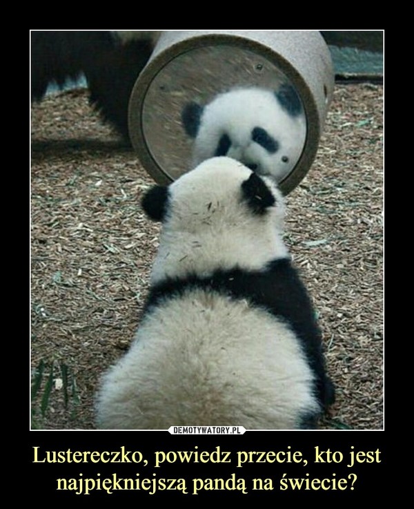 Lustereczko, powiedz przecie, kto jest najpiękniejszą pandą na świecie? –  
