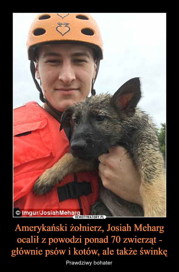 Amerykański żołnierz, Josiah Meharg ocalił z powodzi ponad 70 zwierząt - głównie psów i kotów, ale także świnkę – Prawdziwy bohater 