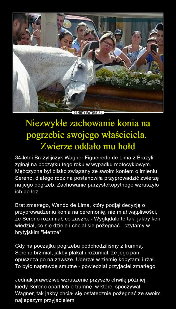 Niezwykłe zachowanie konia na pogrzebie swojego właściciela. Zwierze oddało mu hołd – 34-letni Brazylijczyk Wagner Figueiredo de Lima z Brazylii zginął na początku tego roku w wypadku motocyklowym. Mężczyzna był blisko związany ze swoim koniem o imieniu Sereno, dlatego rodzina postanowiła przyprowadzić zwierzę na jego pogrzeb. Zachowanie parzystokopytnego wzruszyło ich do łez.Brat zmarłego, Wando de Lima, który podjął decyzję o przyprowadzeniu konia na ceremonię, nie miał wątpliwości, że Sereno rozumiał, co zaszło. - Wyglądało to tak, jakby koń wiedział, co się dzieje i chciał się pożegnać - czytamy w brytyjskim "Metrze"Gdy na początku pogrzebu podchodziliśmy z trumną, Sereno brzmiał, jakby płakał i rozumiał, że jego pan opuszcza go na zawsze. Uderzał w ziemię kopytami i rżał. To było naprawdę smutne - powiedział przyjaciel zmarłego.Jednak prawdziwe wzruszenie przyszło chwilę później, kiedy Sereno oparł łeb o trumnę, w której spoczywał Wagner, tak jakby chciał się ostatecznie pożegnać ze swoim najlepszym przyjacielem 
