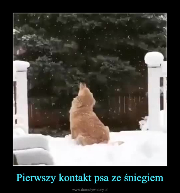 Pierwszy kontakt psa ze śniegiem –  