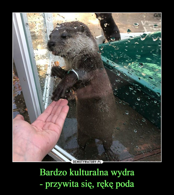 Bardzo kulturalna wydra- przywita się, rękę poda –  