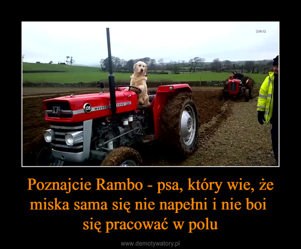 Poznajcie Rambo - psa, który wie, że miska sama się nie napełni i nie boi się pracować w polu –  