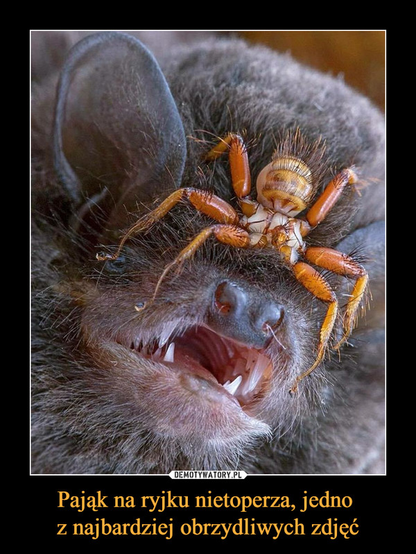 Pająk na ryjku nietoperza, jedno z najbardziej obrzydliwych zdjęć –  