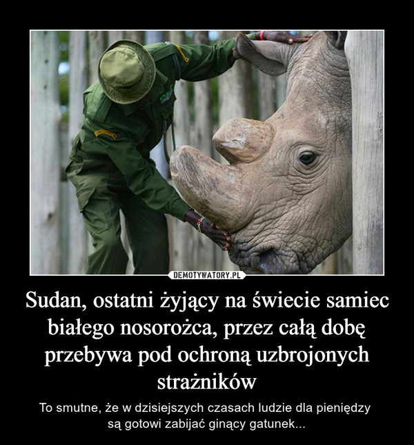 Sudan, ostatni żyjący na świecie samiec białego nosorożca, przez całą dobę przebywa pod ochroną uzbrojonych strażników – To smutne, że w dzisiejszych czasach ludzie dla pieniędzy są gotowi zabijać ginący gatunek... 