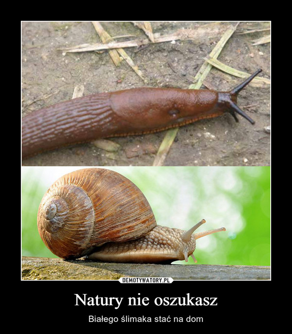 Natury nie oszukasz – Białego ślimaka stać na dom 