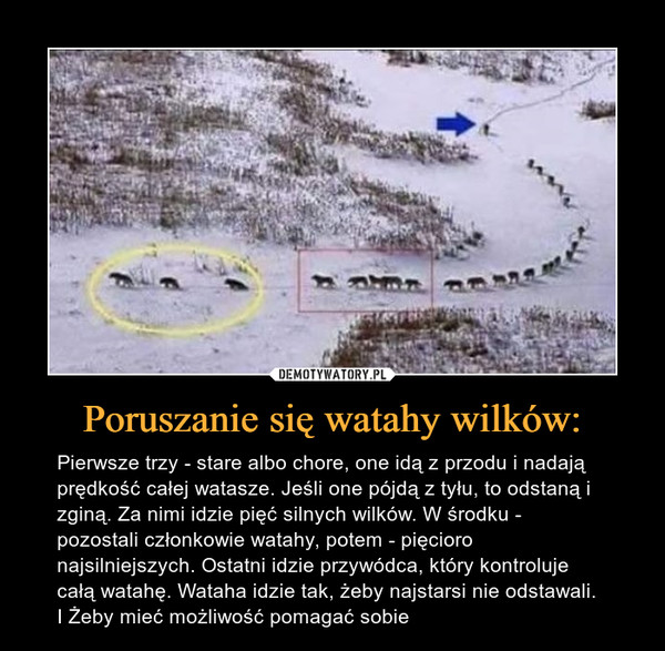 Poruszanie się watahy wilków: – Pierwsze trzy - stare albo chore, one idą z przodu i nadają prędkość całej watasze. Jeśli one pójdą z tyłu, to odstaną i zginą. Za nimi idzie pięć silnych wilków. W środku - pozostali członkowie watahy, potem - pięcioro najsilniejszych. Ostatni idzie przywódca, który kontroluje całą watahę. Wataha idzie tak, żeby najstarsi nie odstawali. I Żeby mieć możliwość pomagać sobie 