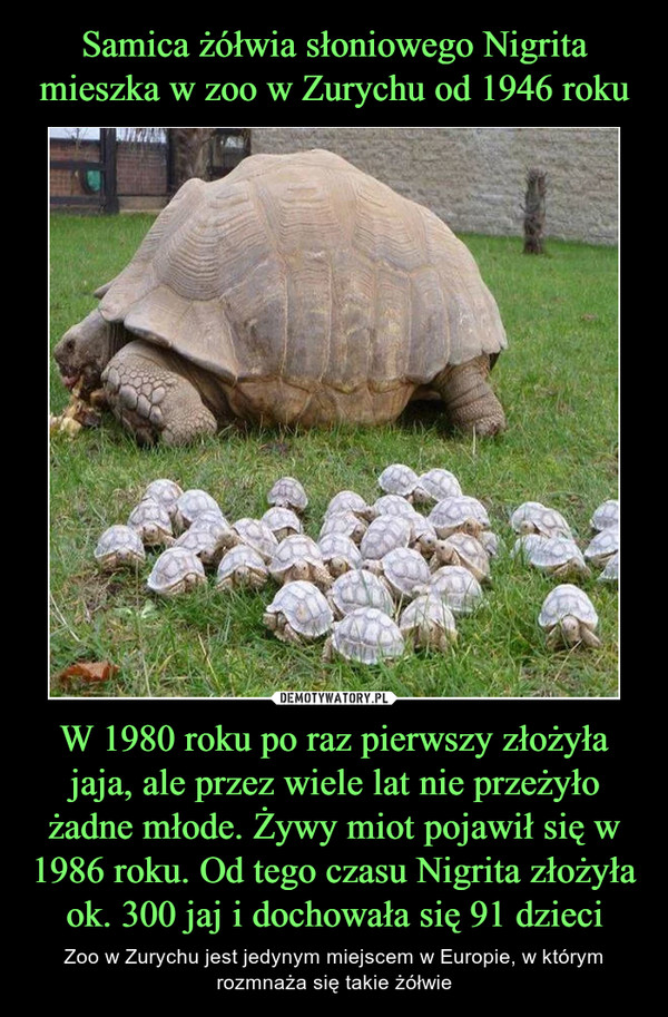 Samica żółwia słoniowego Nigrita mieszka w zoo w Zurychu od 1946 roku W 1980 roku po raz pierwszy złożyła jaja, ale przez wiele lat nie przeżyło żadne młode. Żywy miot pojawił się w 1986 roku. Od tego czasu Nigrita złożyła ok. 300 jaj i dochowała się 91 dzieci