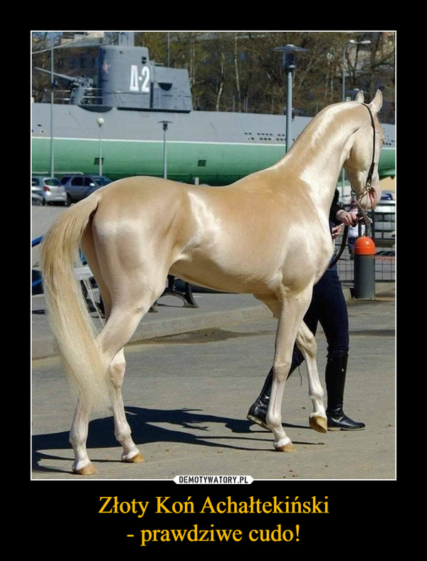 Złoty Koń Achałtekiński
- prawdziwe cudo!