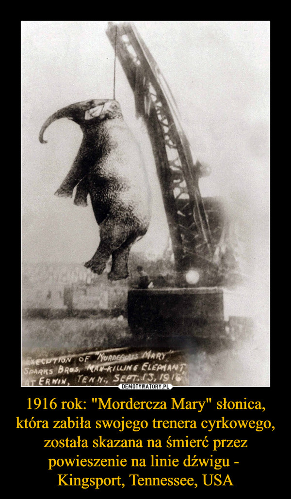 1916 rok: "Mordercza Mary" słonica, która zabiła swojego trenera cyrkowego, została skazana na śmierć przez powieszenie na linie dźwigu - Kingsport, Tennessee, USA –  