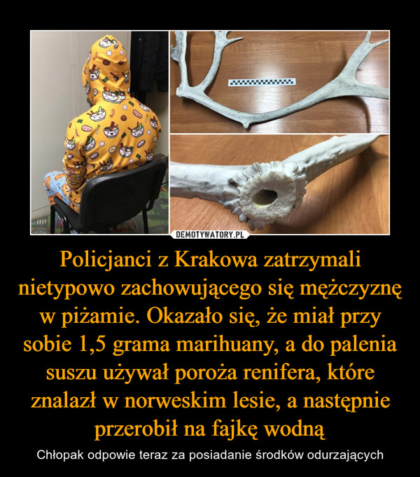 Policjanci z Krakowa zatrzymali nietypowo zachowującego się mężczyznę w piżamie. Okazało się, że miał przy sobie 1,5 grama marihuany, a do palenia suszu używał poroża renifera, które znalazł w norweskim lesie, a następnie przerobił na fajkę wodną