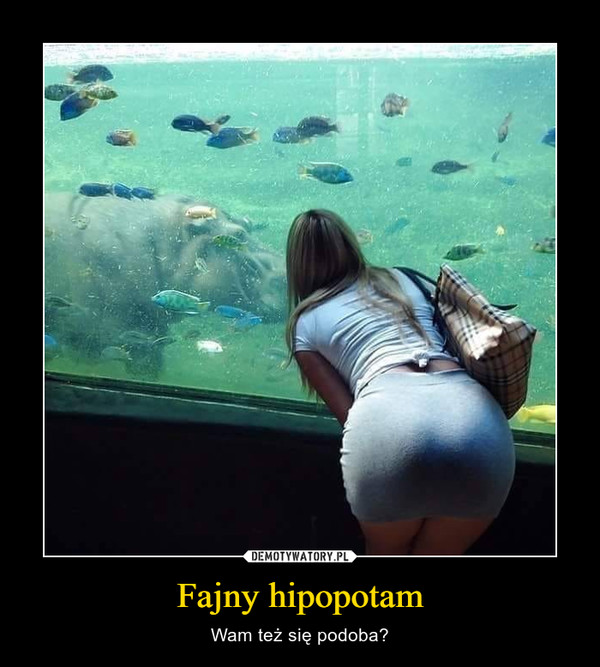 Fajny hipopotam – Wam też się podoba? 