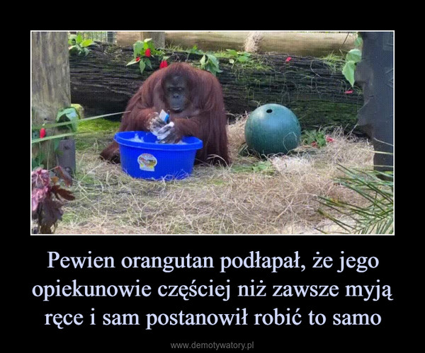 Pewien orangutan podłapał, że jego opiekunowie częściej niż zawsze myją ręce i sam postanowił robić to samo –  