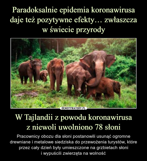 Paradoksalnie epidemia koronawirusa daje też pozytywne efekty… zwłaszcza w świecie przyrody W Tajlandii z powodu koronawirusa
z niewoli uwolniono 78 słoni