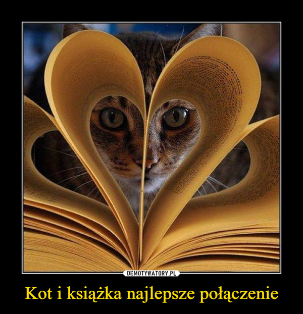Kot i książka najlepsze połączenie –  