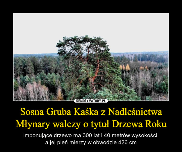 Sosna Gruba Kaśka z Nadleśnictwa Młynary walczy o tytuł Drzewa Roku – Imponujące drzewo ma 300 lat i 40 metrów wysokości,a jej pień mierzy w obwodzie 426 cm 