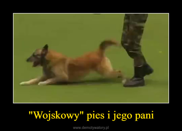 "Wojskowy" pies i jego pani –  