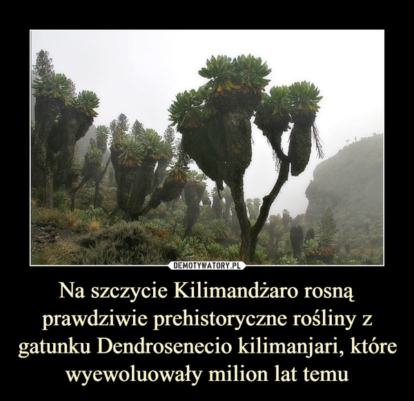 Na szczycie Kilimandżaro rosną prawdziwie prehistoryczne rośliny z gatunku Dendrosenecio kilimanjari, które wyewoluowały milion lat temu