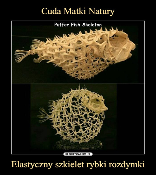 Elastyczny szkielet rybki rozdymki –  