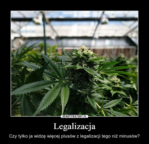 Legalizacja