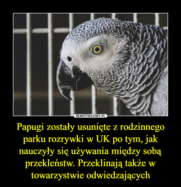 Papugi zostały usunięte z rodzinnego parku rozrywki w UK po tym, jak nauczyły się używania między sobą przekleństw. Przeklinają także w towarzystwie odwiedzających –  