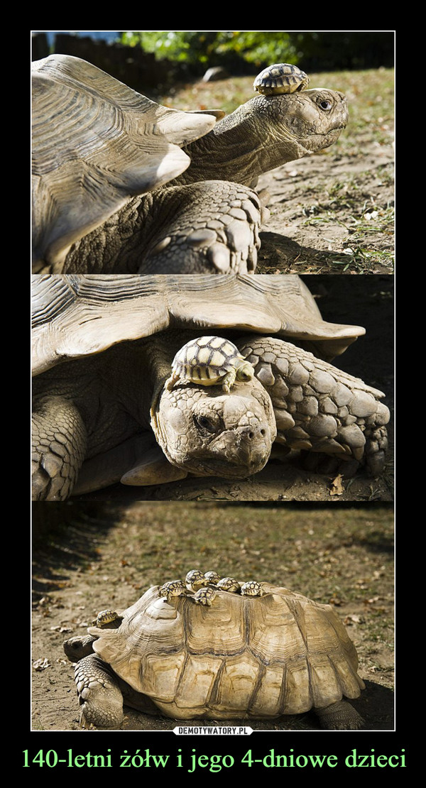 140-letni żółw i jego 4-dniowe dzieci