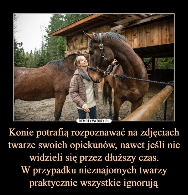Konie potrafią rozpoznawać na zdjęciach twarze swoich opiekunów, nawet jeśli nie widzieli się przez dłuższy czas.W przypadku nieznajomych twarzy praktycznie wszystkie ignorują –  
