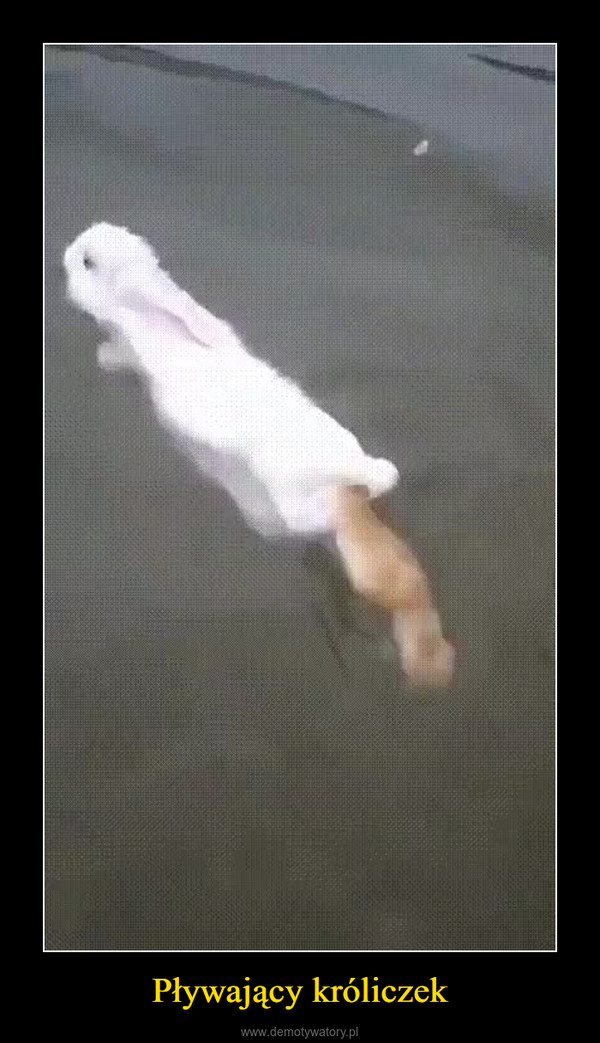Pływający króliczek –  