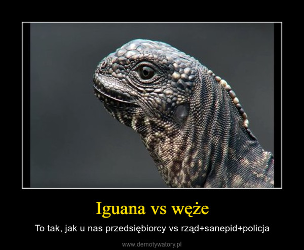 Iguana vs węże – To tak, jak u nas przedsiębiorcy vs rząd+sanepid+policja 