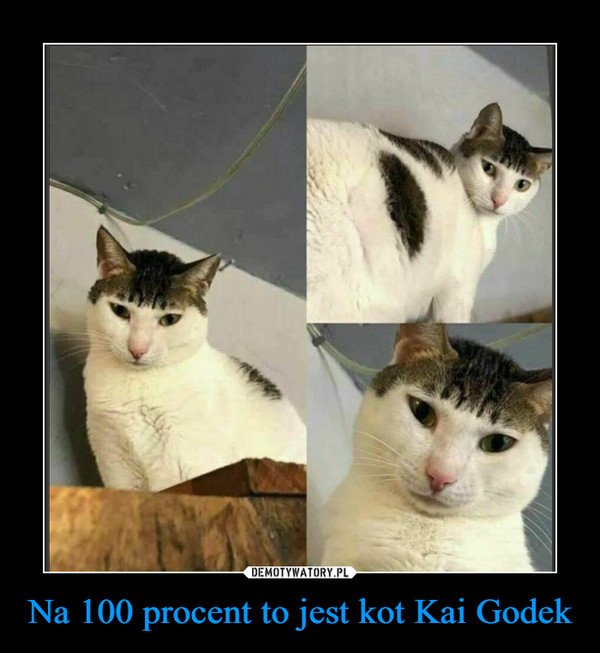 Na 100 procent to jest kot Kai Godek –  