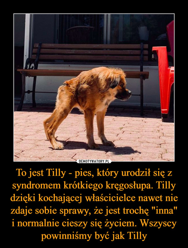To jest Tilly - pies, który urodził się z syndromem krótkiego kręgosłupa. Tilly dzięki kochającej właścicielce nawet nie zdaje sobie sprawy, że jest trochę "inna" i normalnie cieszy się życiem. Wszyscy powinniśmy być jak Tilly –  