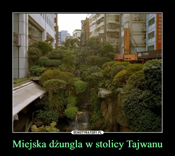 Miejska dżungla w stolicy Tajwanu
