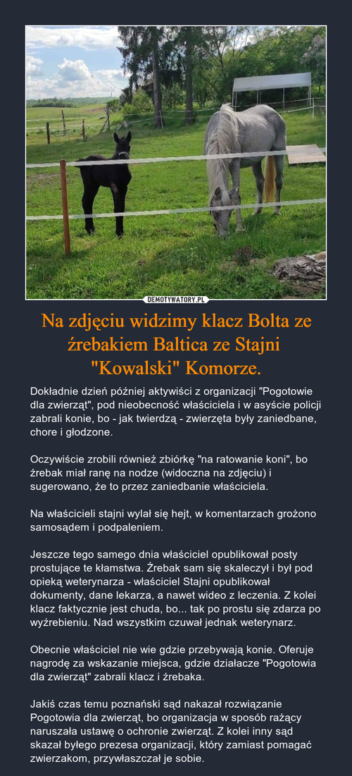 Na zdjęciu widzimy klacz Bolta ze źrebakiem Baltica ze Stajni 
"Kowalski" Komorze.